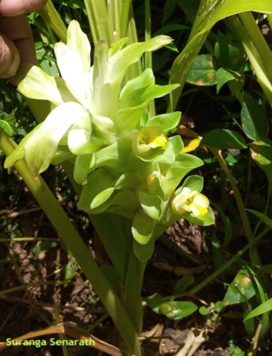 Curcuma longa L.